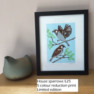 House sparrows (3)